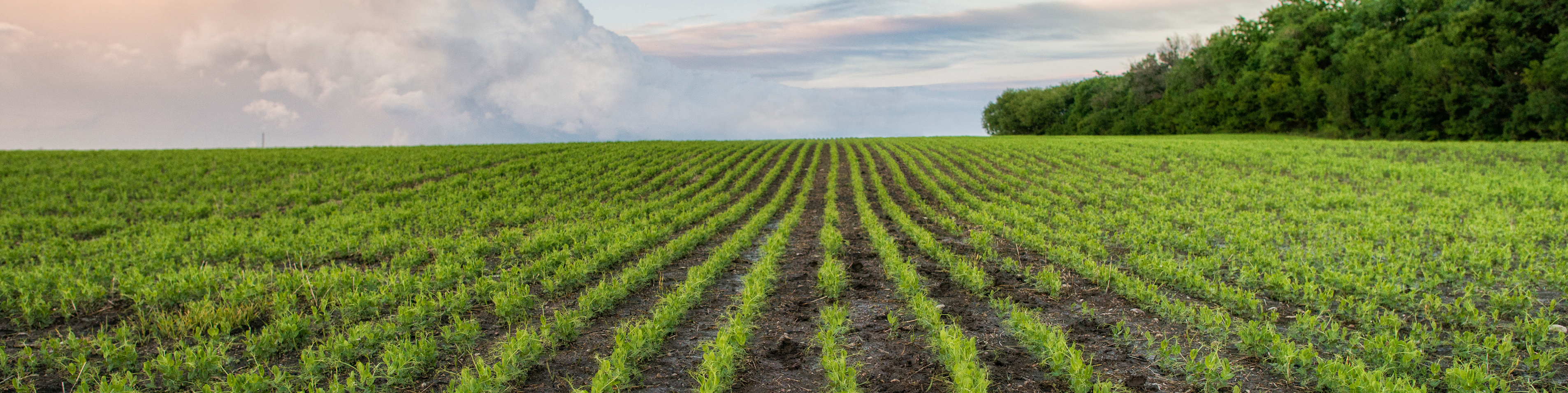field with crop