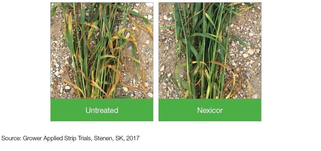 Plant Comparison: Untreated + Nexicor