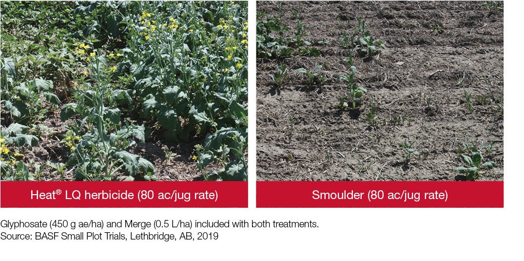 Field Comparison: Heat LQ herbicide + Smoulder