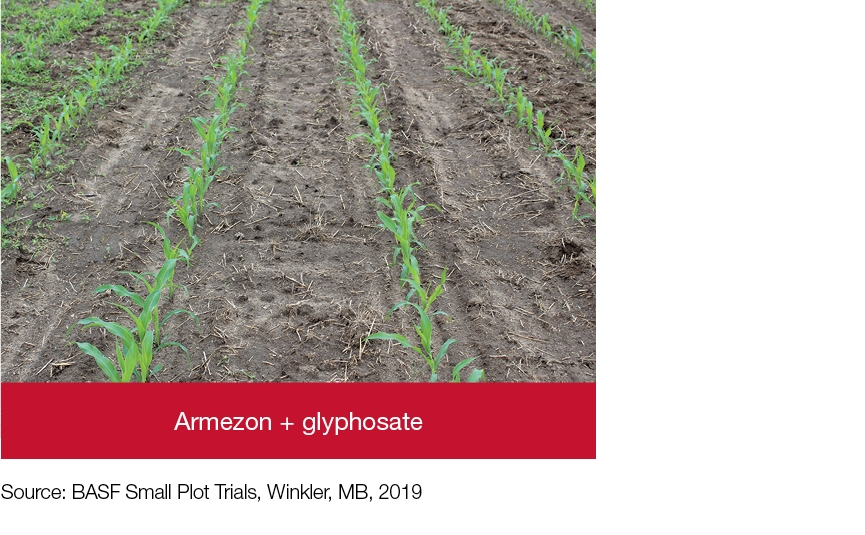Crop with Armezon + glyphosate