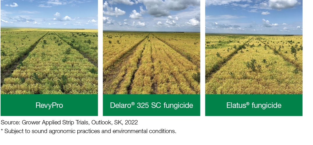 lentils fields with RevyPro fungicide