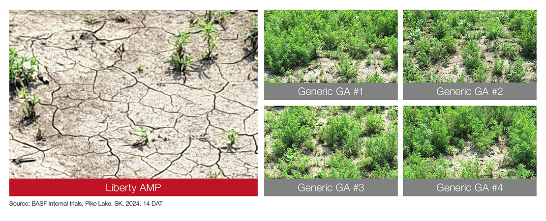 Liberty AMP plot compared to Generic GA plots. Pike Lake trial, 2024