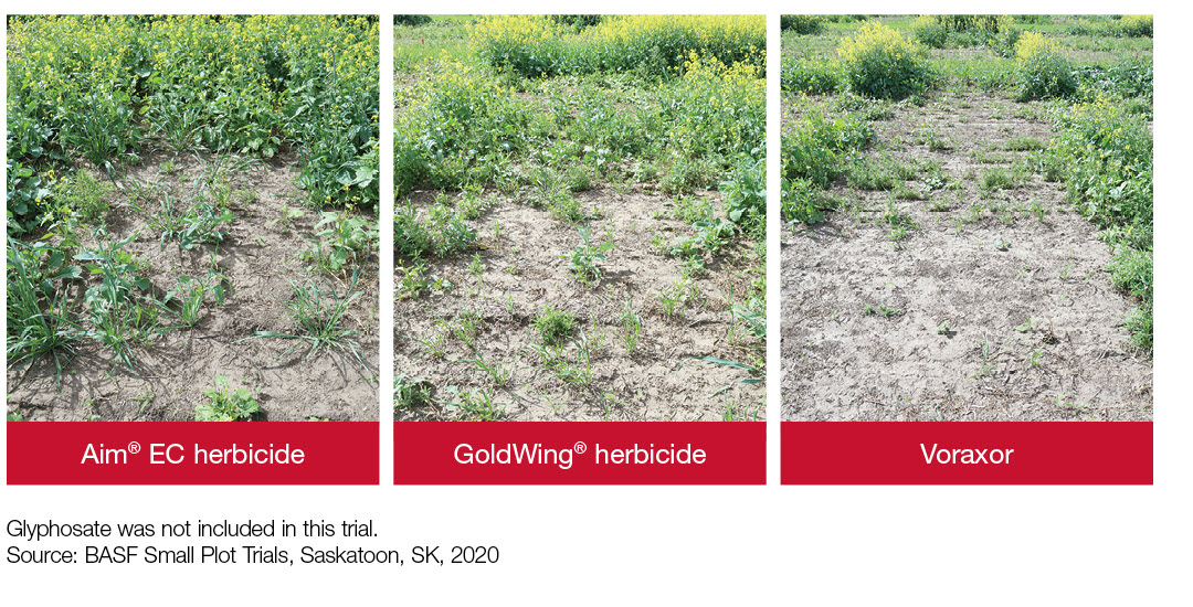 Aim EC herbicide vs. GoldWing herbicide vs. Voraxor