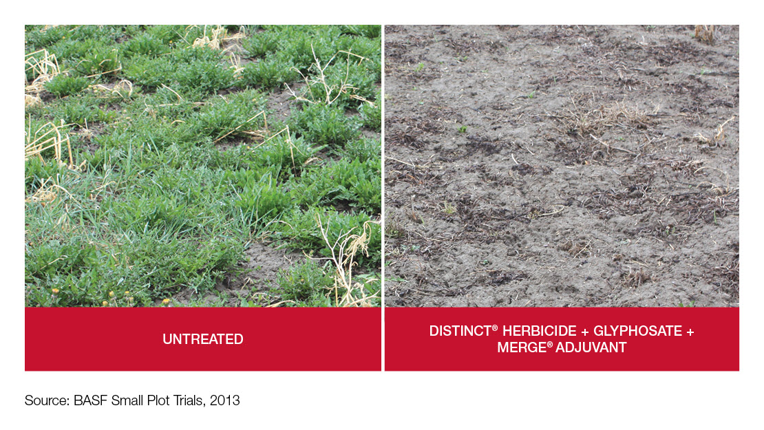 Crop comparison image - Untreated vs. Distinct® + glyphosate + Merge®