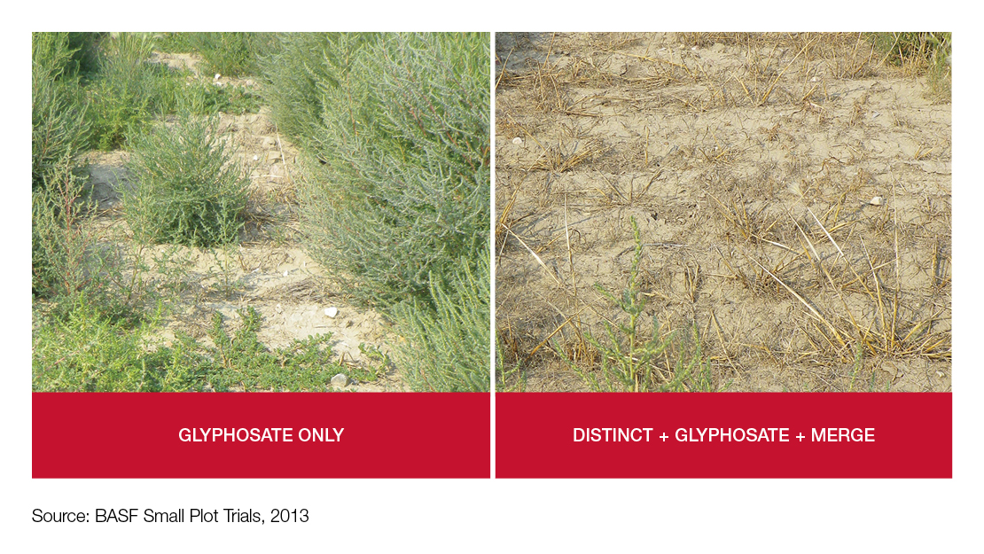 Crop comparison image - Glyphosate only vs. Distinct + glyphosate + Merge