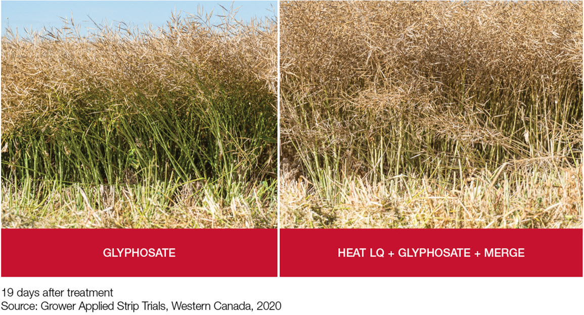 Field comparison: glyphosate + heat complete + glyphosate