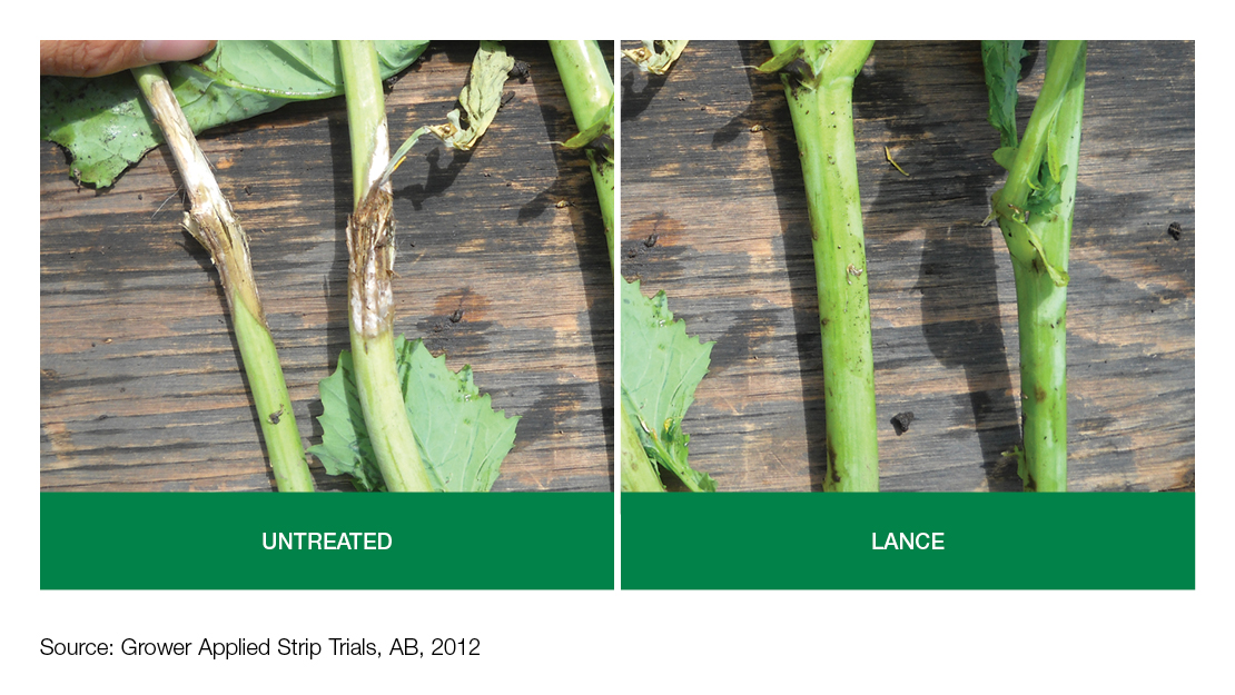 Plant Comparison: Untreated vs Lance