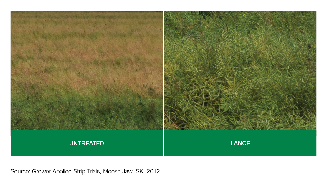 Field Comparison: Untreated vs Lance