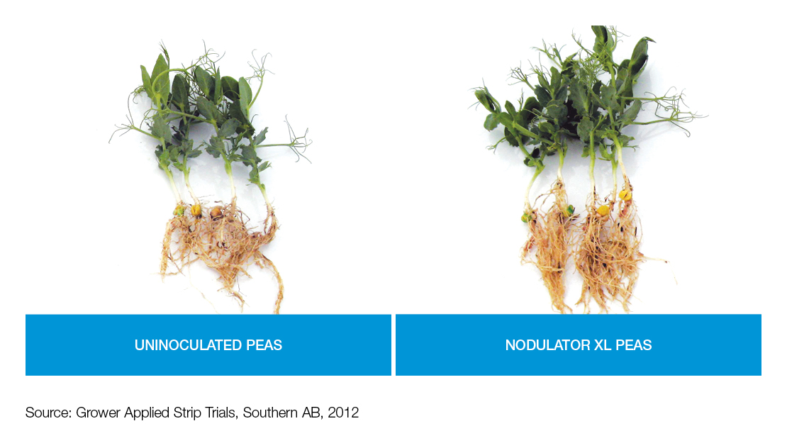 Field Comparison: Uninoculated vs Nodulator XL Peas