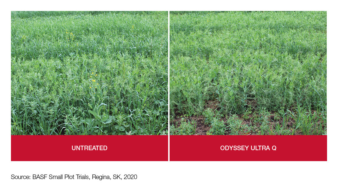 Grassy weed control 21 days after application in peas