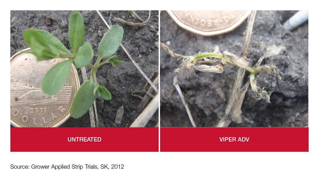 Field Comparison: Untreated vs Viper ADV