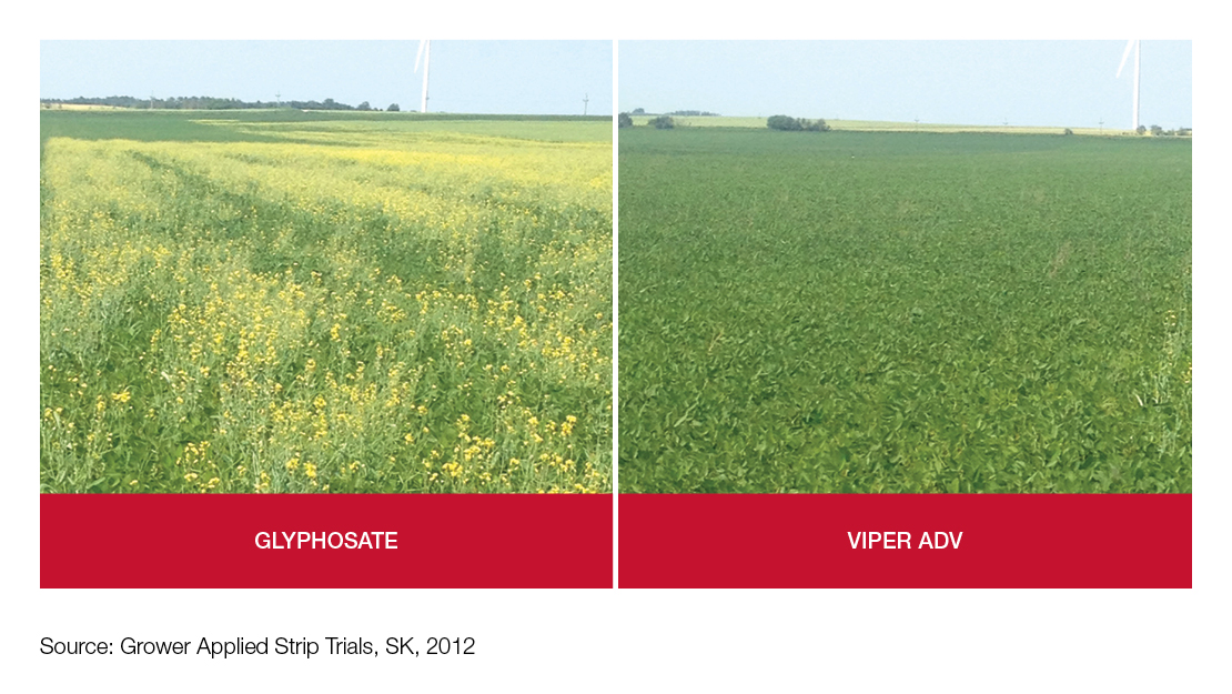 Field Comparison: Glyphosate vs Viper ADV