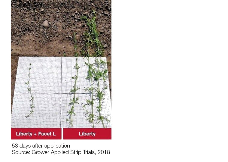 In Crop Example - Liberty + Facet L vs. Liberty