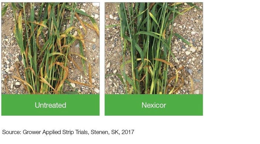 Plant Comparison: Untreated + Nexicor