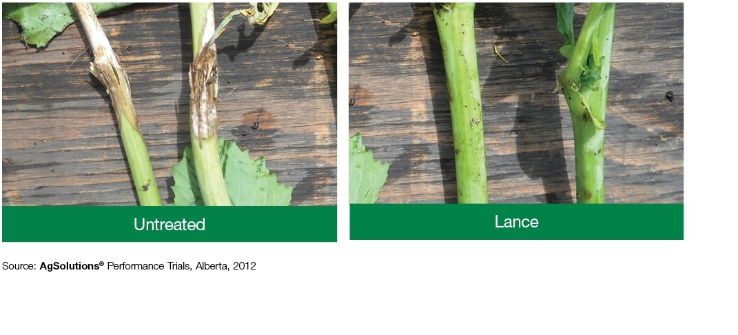Plant Comparison: Untreated + Lance