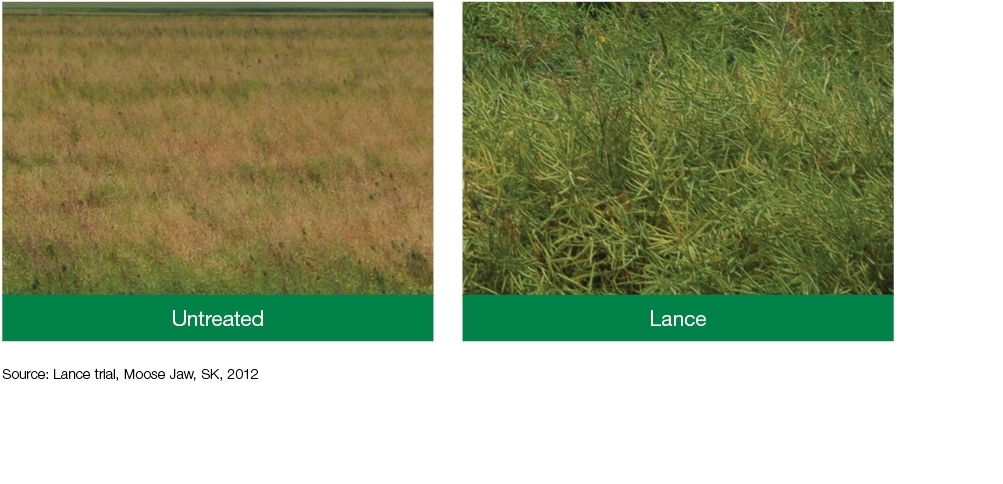 Field Comparison: Untreated + Lance