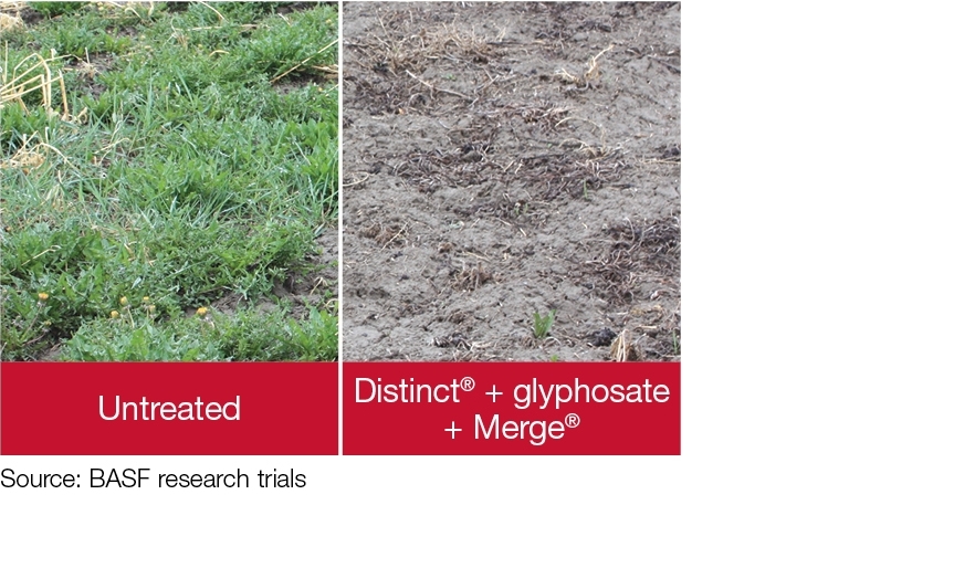 Crop comparison image - Untreated vs. Distinct® + glyphosate + Merge®