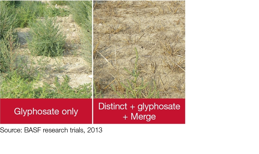 Crop comparison image - Glyphosate only vs. Distinct + glyphosate + Merge