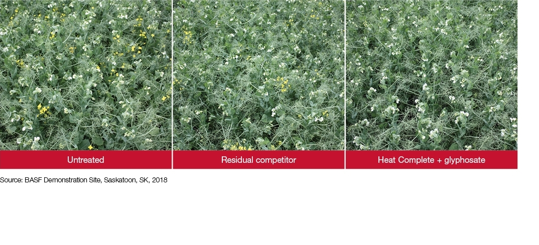 Field comparison: untreated+residual competitor + heat complete + glyphosate