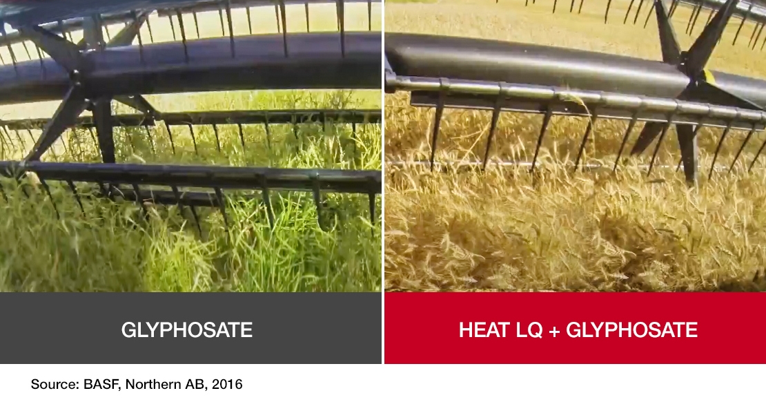 Field Comparison: Glyphosate + Heat LQ + Glyphosate
