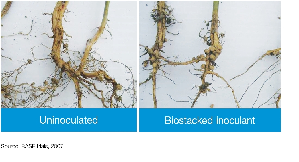 Field Comparison: Uninoculated + Biostacked inoculant