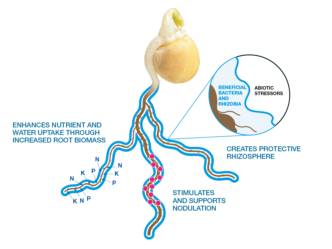 Build better biofilm with BU1814 diagram