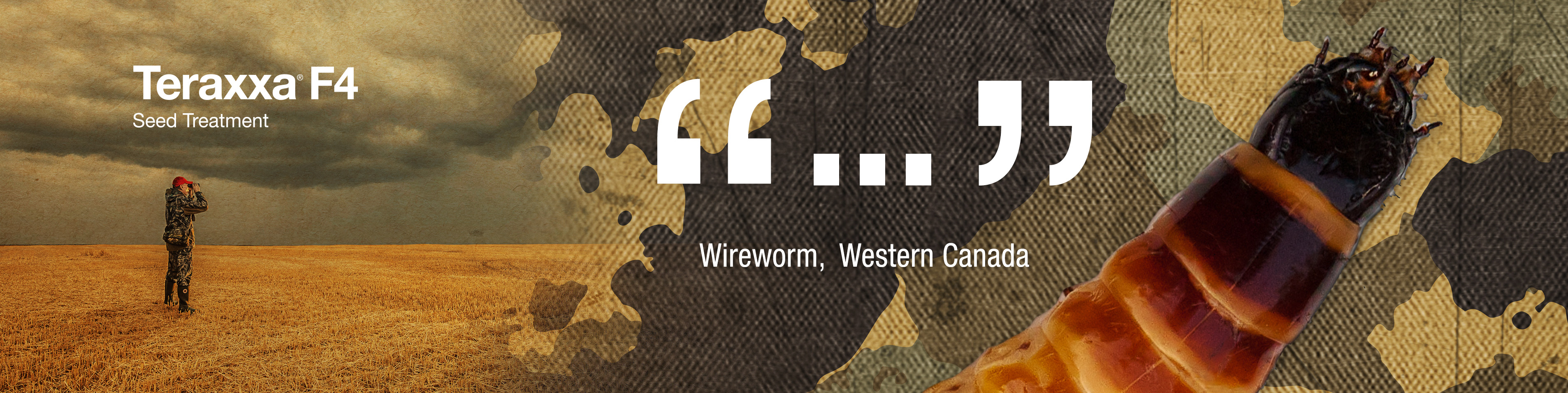 Close-up of wireworm