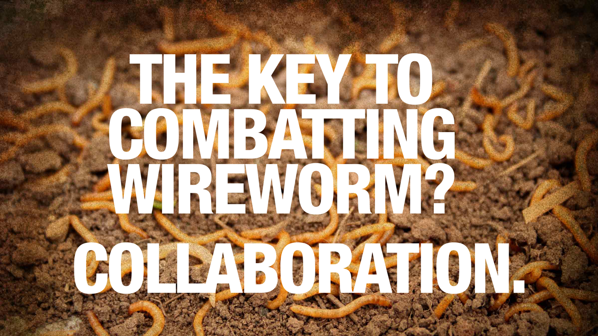 Wireworms