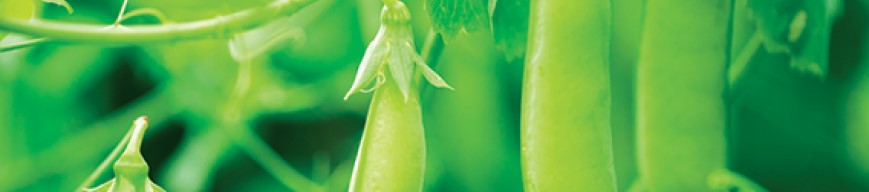 Close-up of pea crop