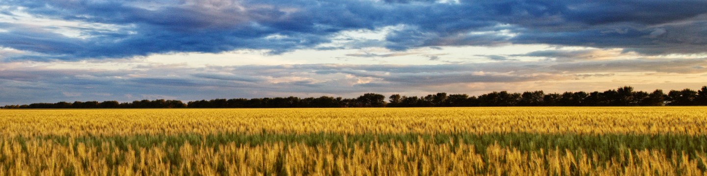 large wheat field