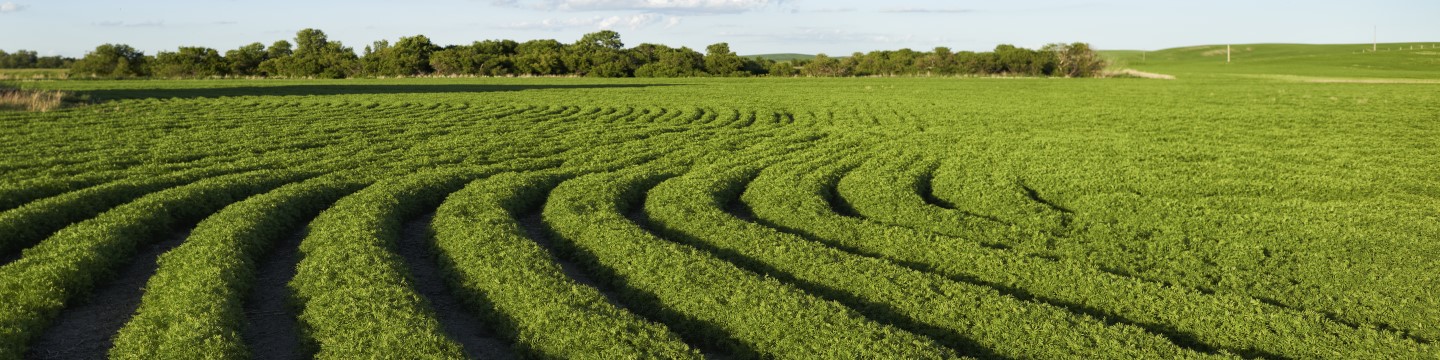 a field with curving rows of a crop 