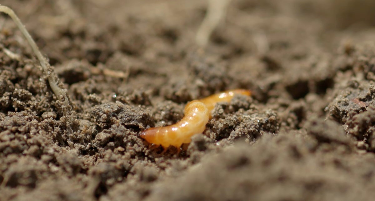 wireworm in dirt