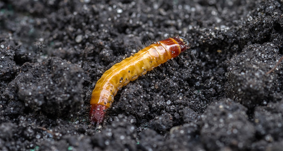 wireworm in dirt
