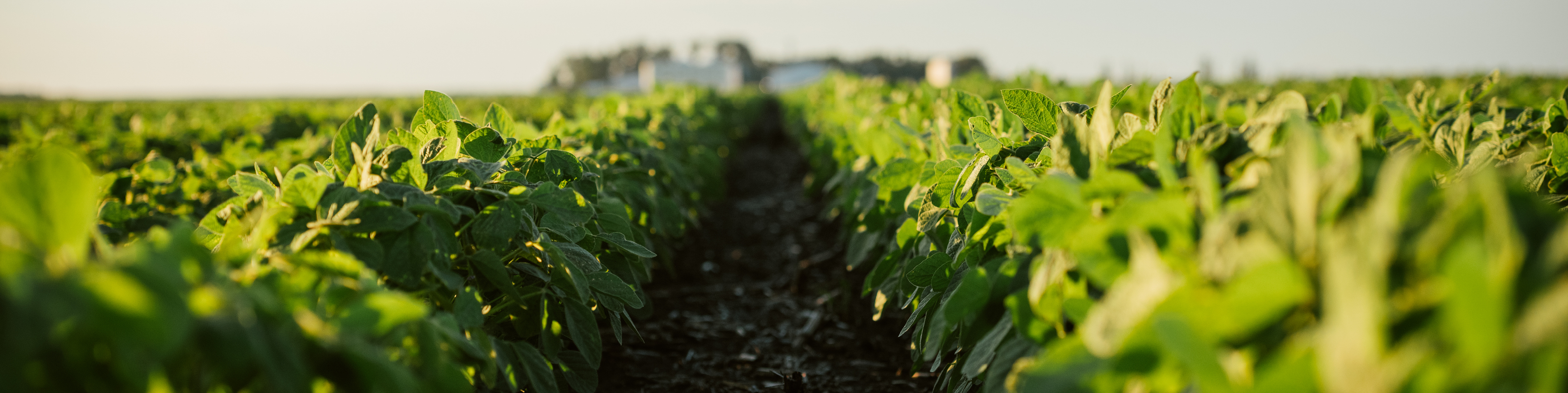 Field of soy crops