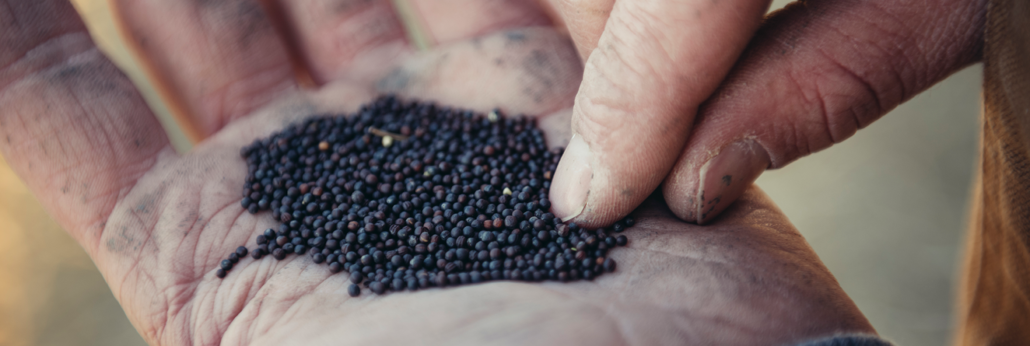 InVigor seeds in hand