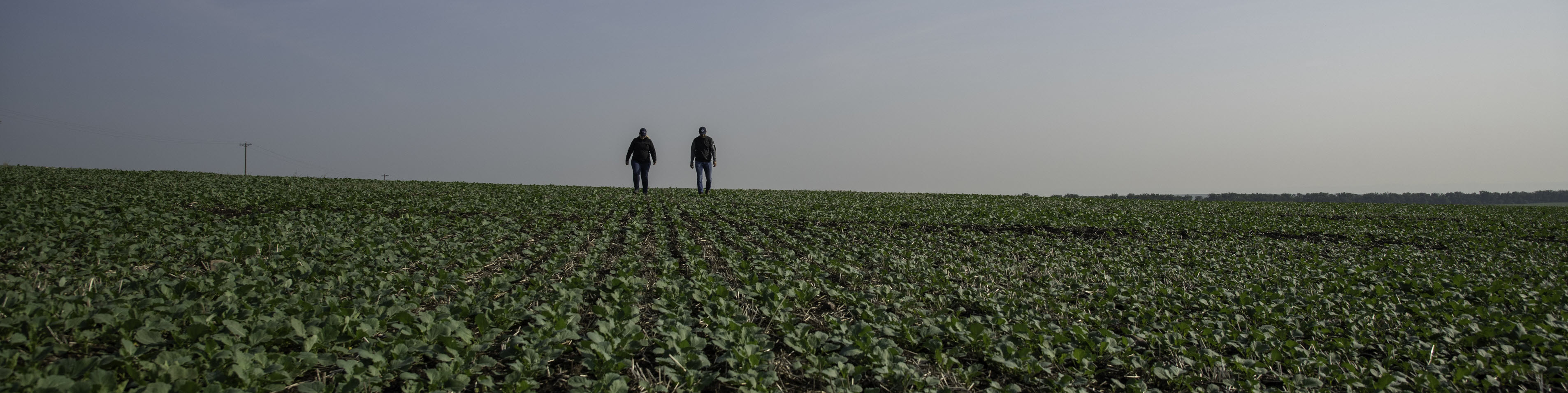 Two farmers in a field walking in the distance