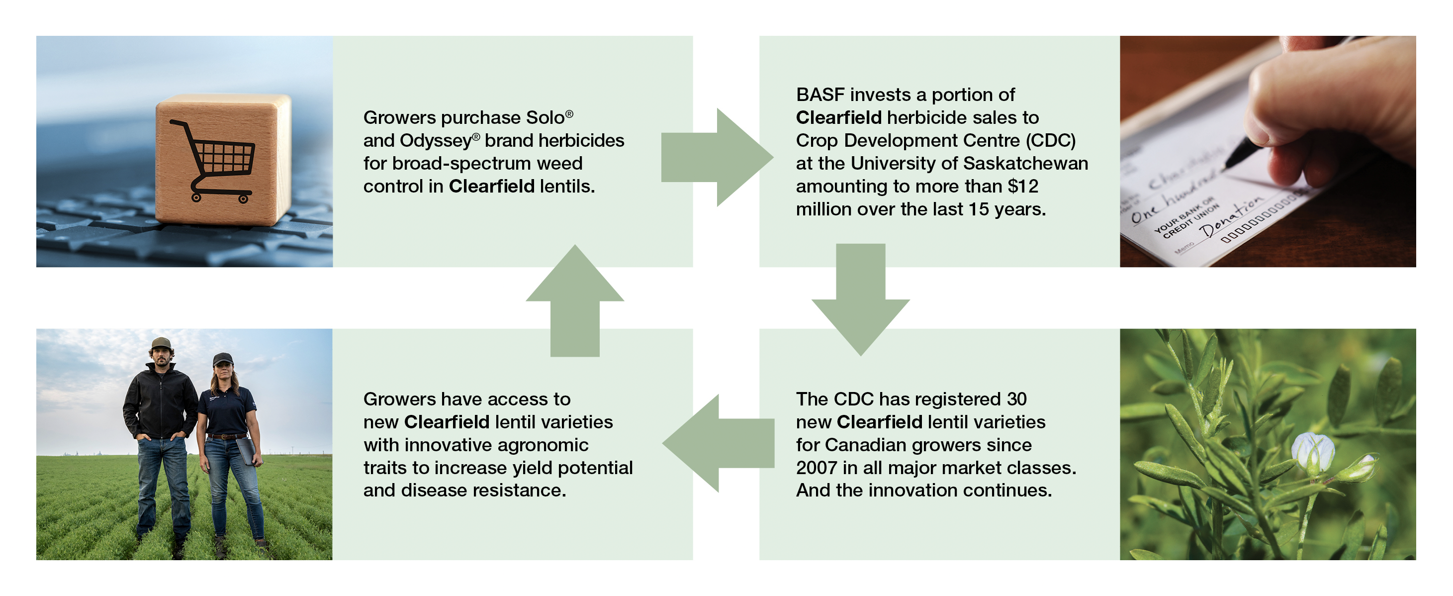 Clearfield Lentils Infographic