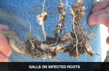 Galls on infected roots