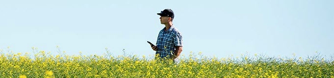 man standing in a field of canola