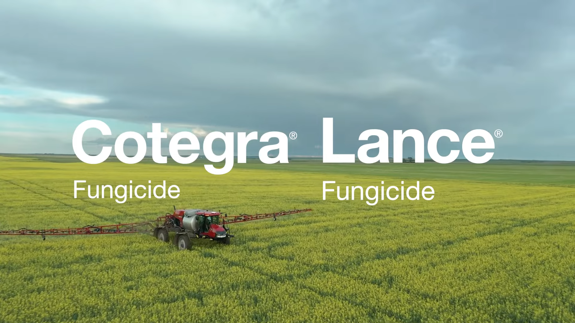 video - Cotagra and Lance fungicides - Two great sclerotinia control option from BASF