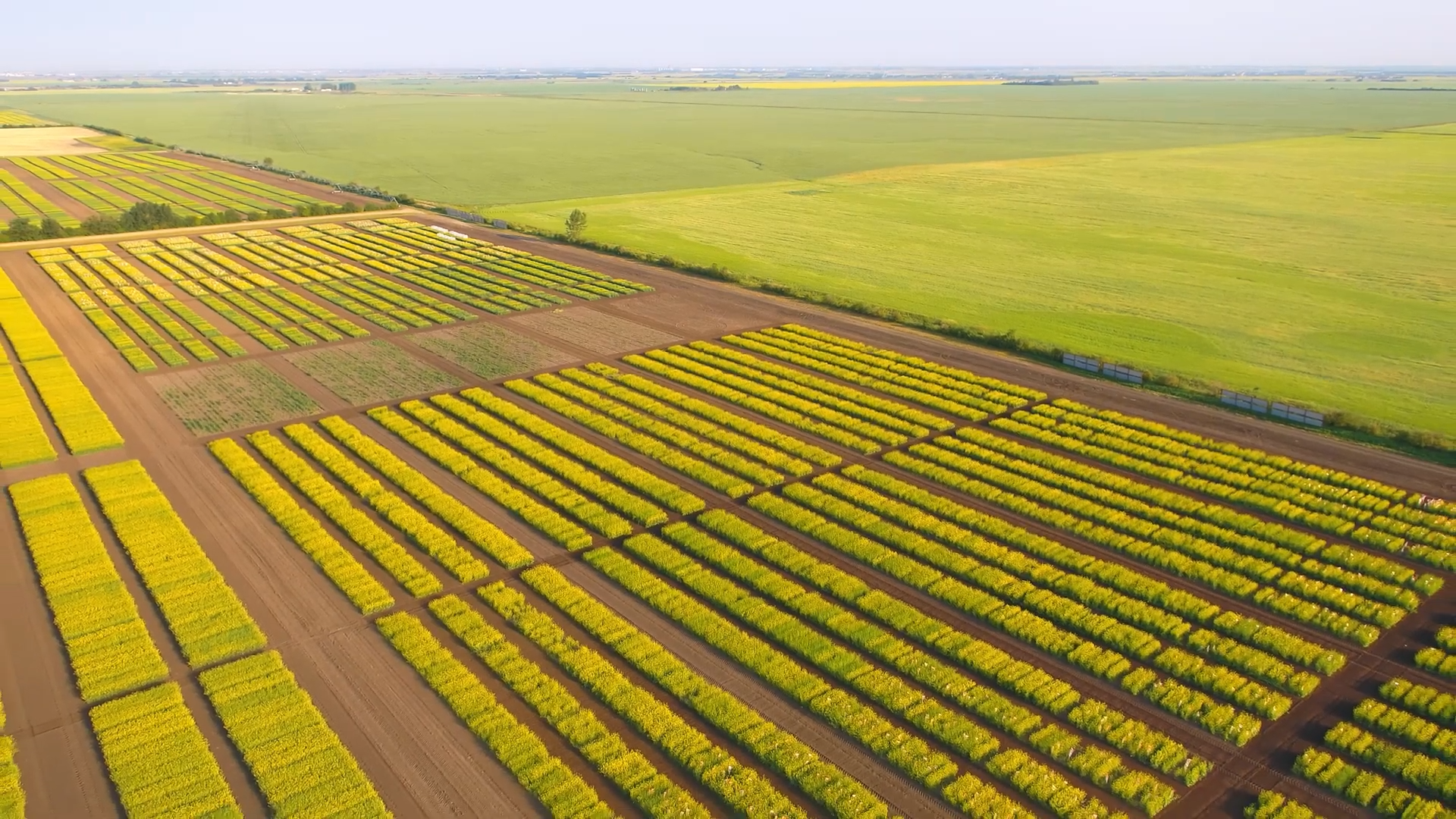 InVigor field