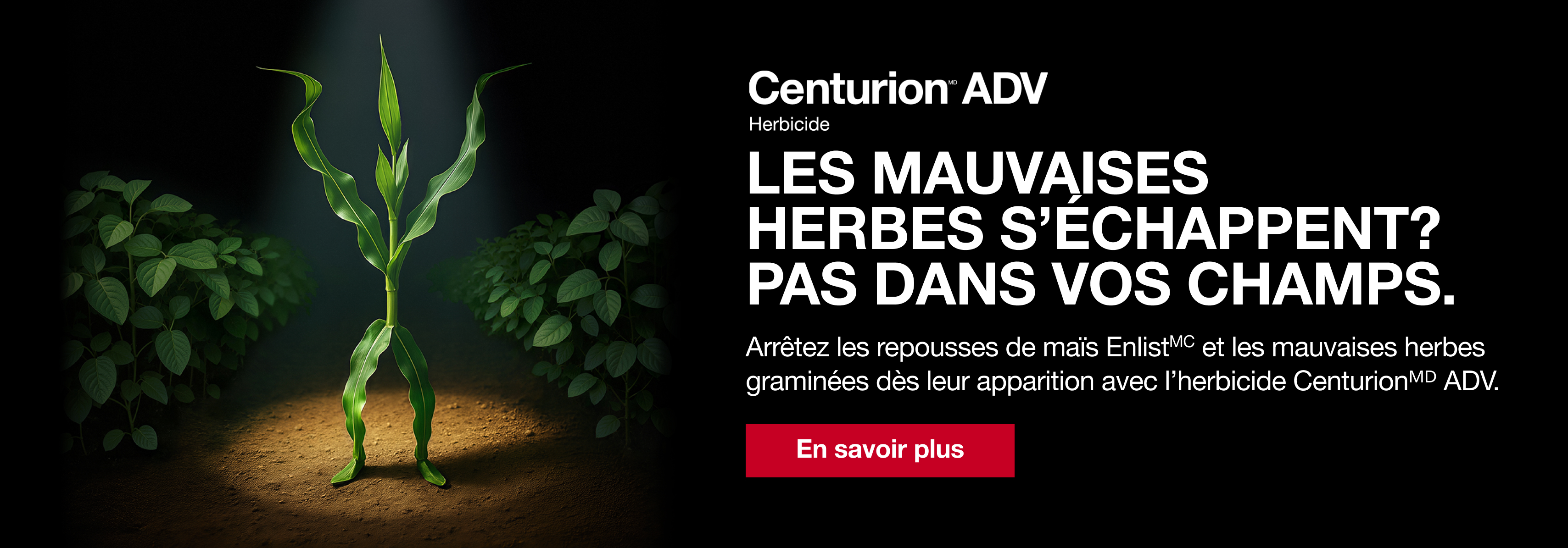 Annonce de Centurion ADV avec un plant de maïs et le texte : « Mauvaises herbes ? Pas sous votre garde. »