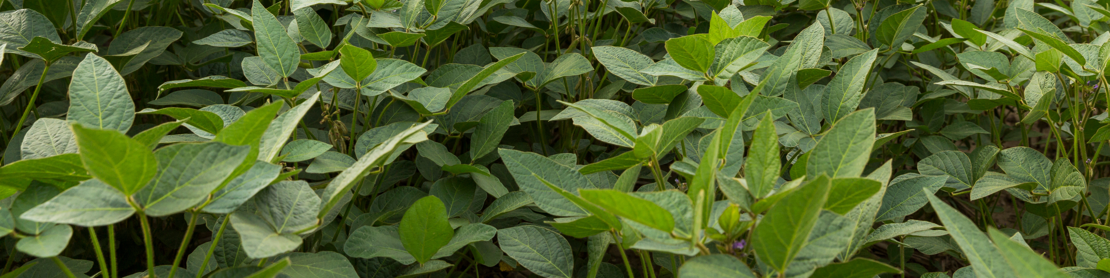 Soya