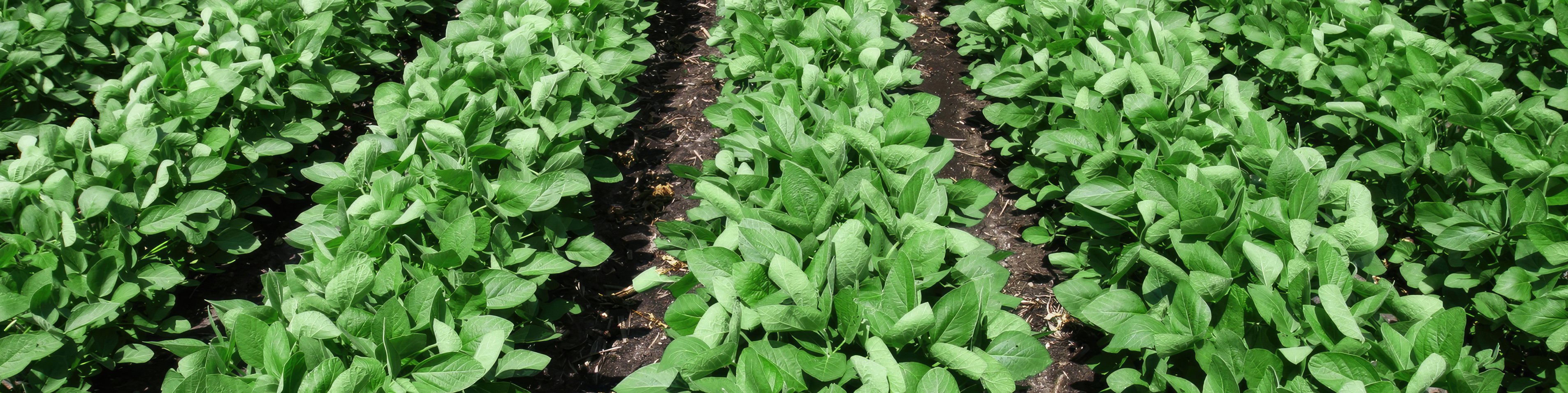 culture de soya et logo du produit Pursuit