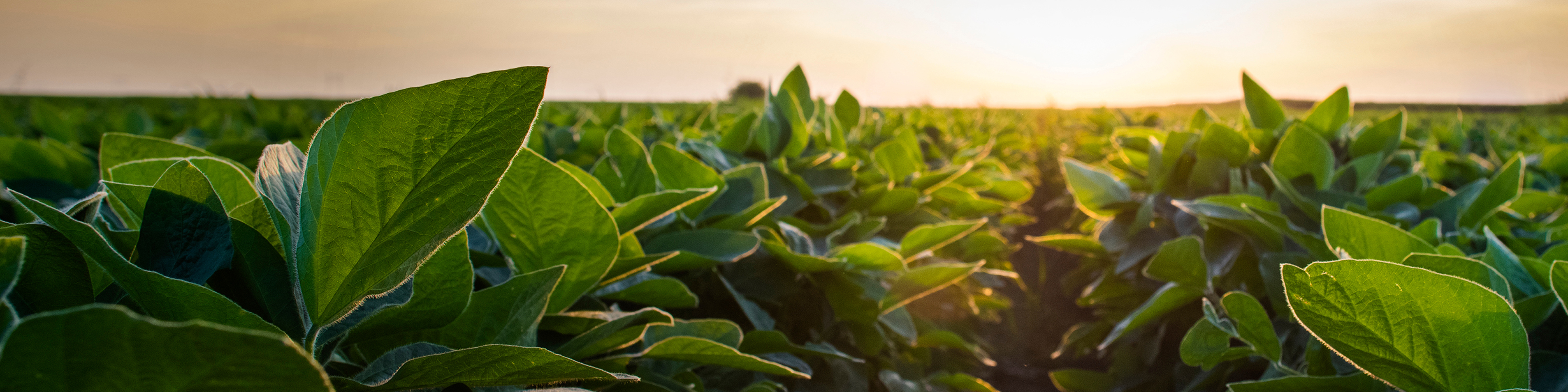Champ de soya au coucher du soleil