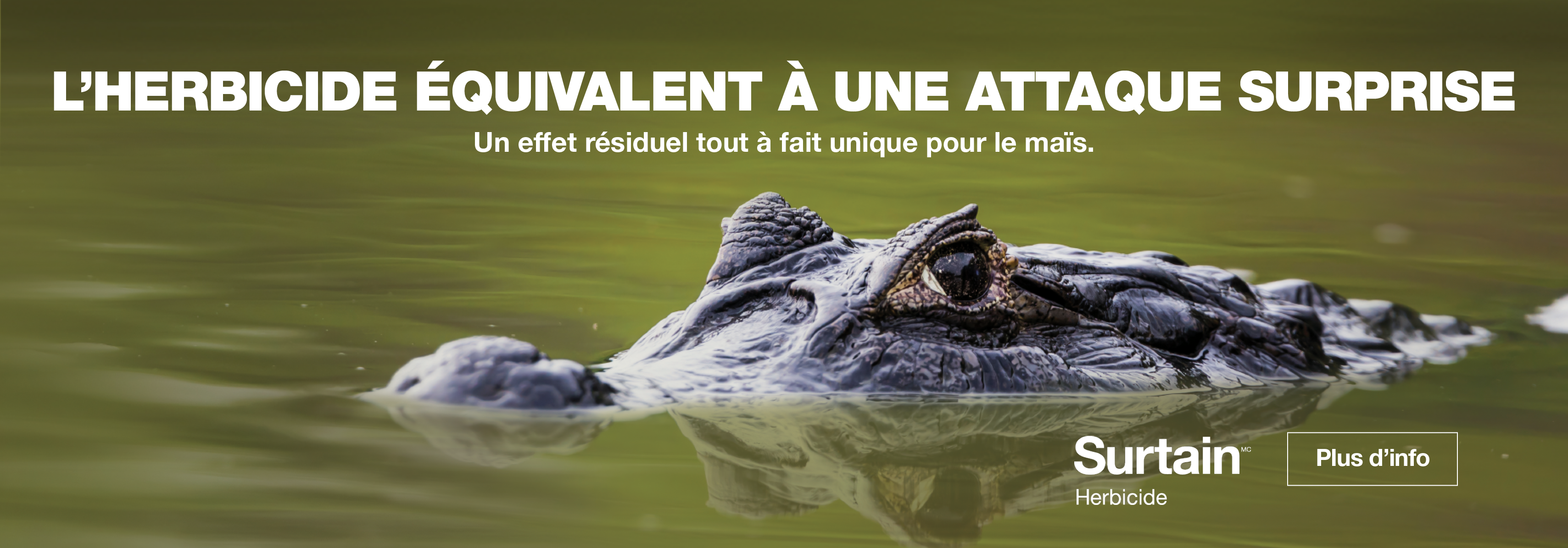 Alligator swimming in water