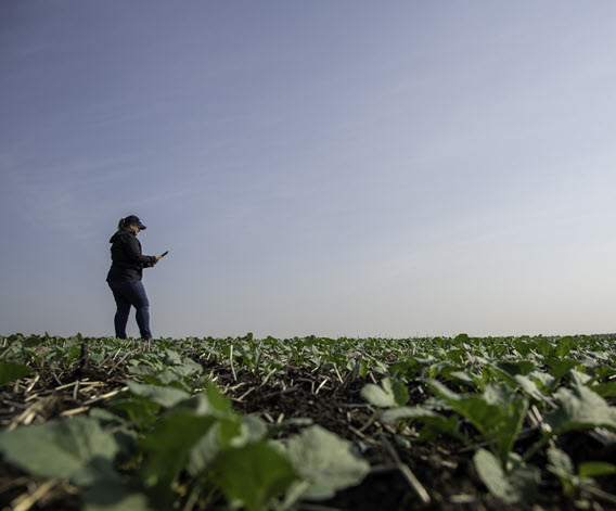 Female farmer looking at device in field