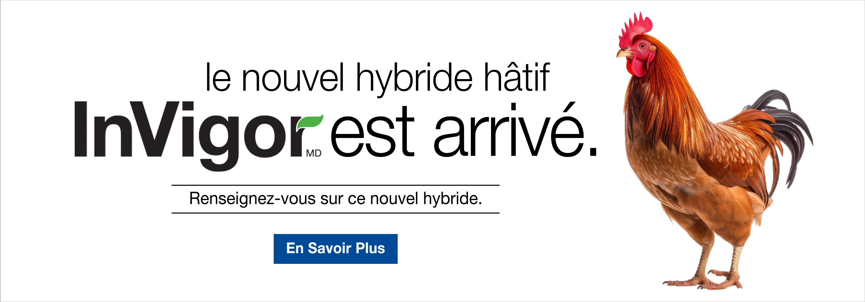 InVigor est arrive - image of a rooster