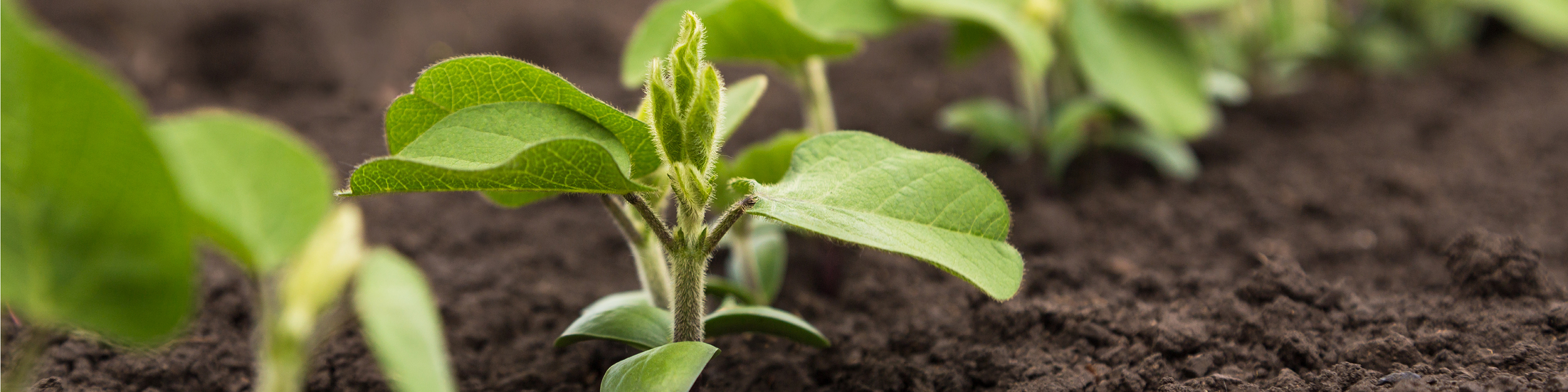 Young green soybean plant growing in soil