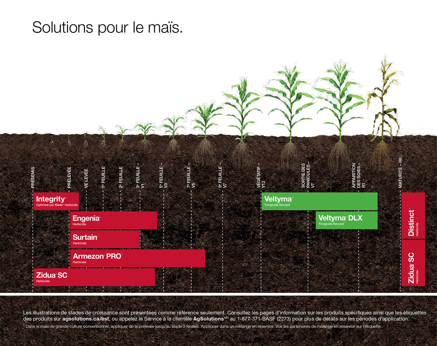 tableau des stades du maïs,tableau des stades du maïs